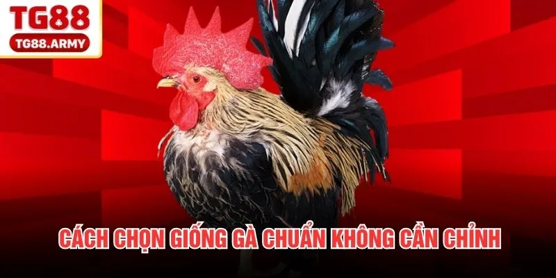 Cách chọn giống gà chuẩn không cần chỉnh